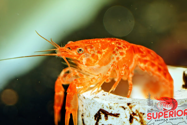 Dwarf Orange Mexican Crayfish (Cambarellus patzcuarensis) - Superior Shrimp & Aquatics
