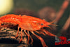 Dwarf Orange Mexican Crayfish (Cambarellus patzcuarensis) - Superior Shrimp & Aquatics