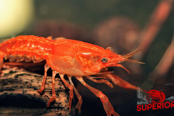 Dwarf Orange Mexican Crayfish (Cambarellus patzcuarensis) - Superior Shrimp & Aquatics