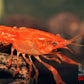 Dwarf Orange Mexican Crayfish (Cambarellus patzcuarensis) - Superior Shrimp & Aquatics