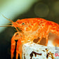 Dwarf Orange Mexican Crayfish (Cambarellus patzcuarensis) - Superior Shrimp & Aquatics