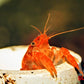 Dwarf Orange Mexican Crayfish (Cambarellus patzcuarensis) - Superior Shrimp & Aquatics