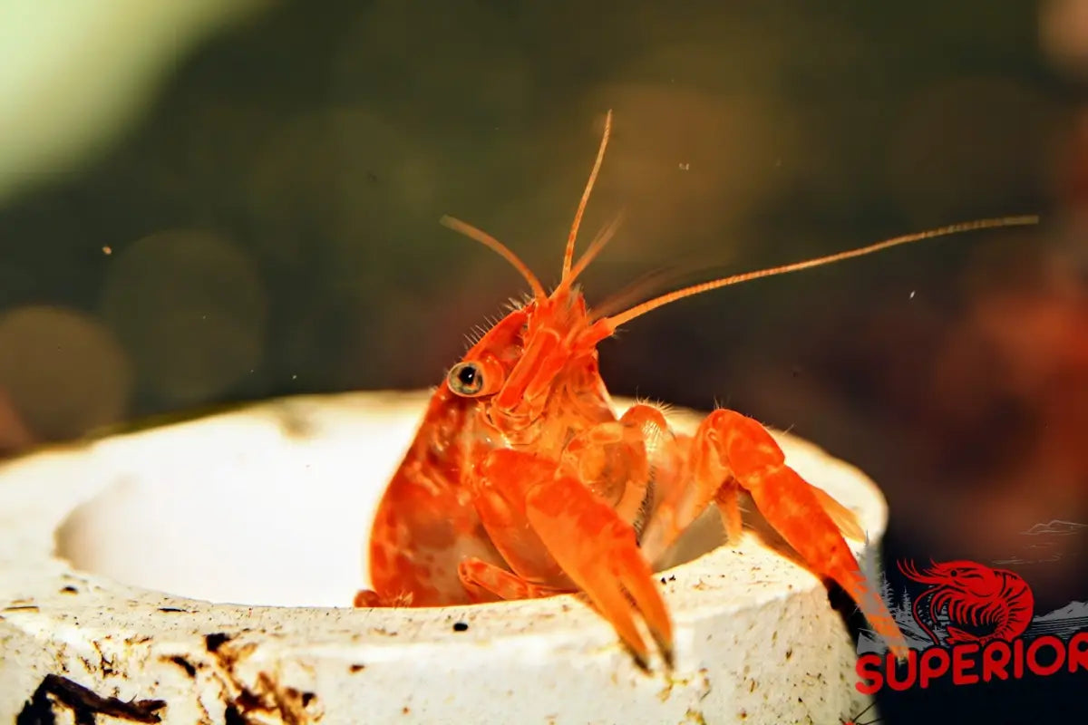 Dwarf Orange Mexican Crayfish (Cambarellus patzcuarensis) - Superior Shrimp & Aquatics