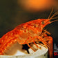 Dwarf Orange Mexican Crayfish (Cambarellus patzcuarensis) - Superior Shrimp & Aquatics