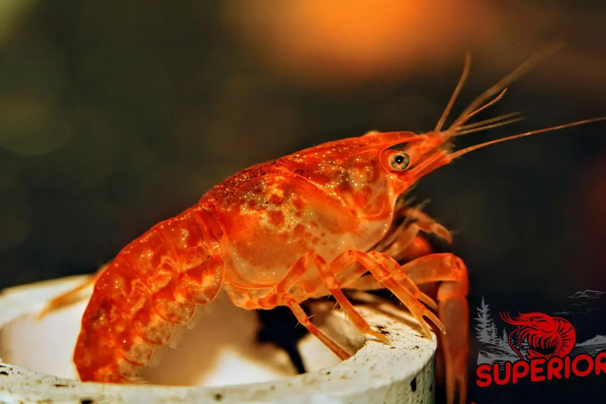 Dwarf Orange Mexican Crayfish (Cambarellus patzcuarensis) - Superior Shrimp & Aquatics