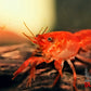 Dwarf Orange Mexican Crayfish (Cambarellus patzcuarensis) - Superior Shrimp & Aquatics