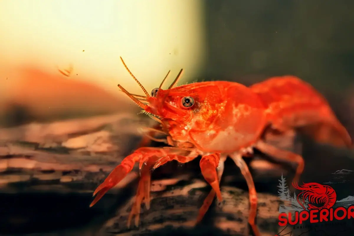 Dwarf Orange Mexican Crayfish (Cambarellus patzcuarensis) - Superior Shrimp & Aquatics