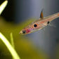 Dwarf Rasbora (Rasbora maculata)