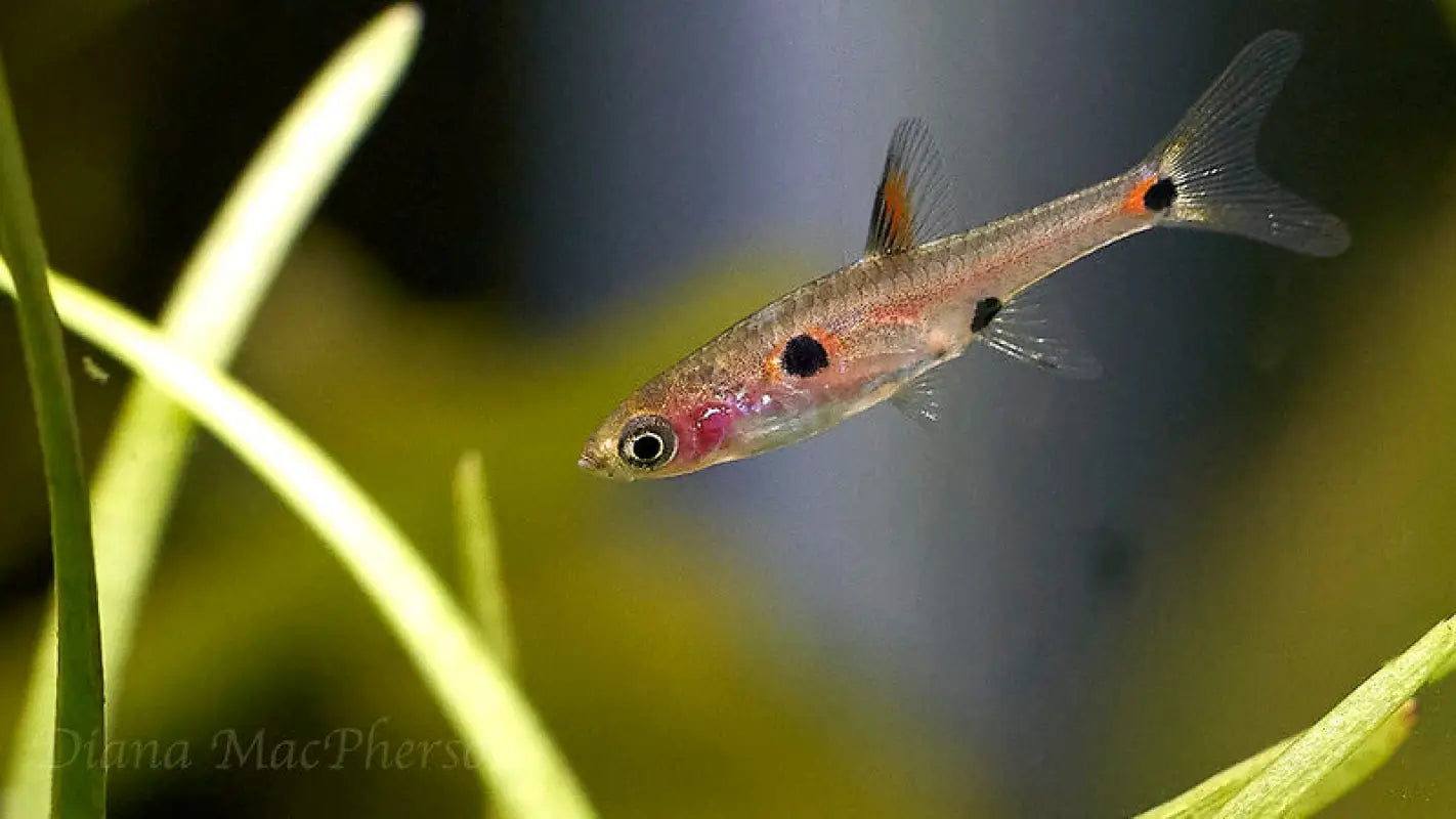 Dwarf Rasbora (Rasbora maculata)