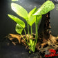 Echinodorus (Ozelot) Sword - Superior Shrimp & Aquatics