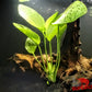 Echinodorus (Ozelot) Sword - Superior Shrimp & Aquatics