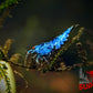 Extreme Blue Bolt Shrimp - Superior Shrimp & Aquatics