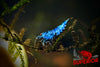 Extreme Blue Bolt Shrimp - Superior Shrimp & Aquatics