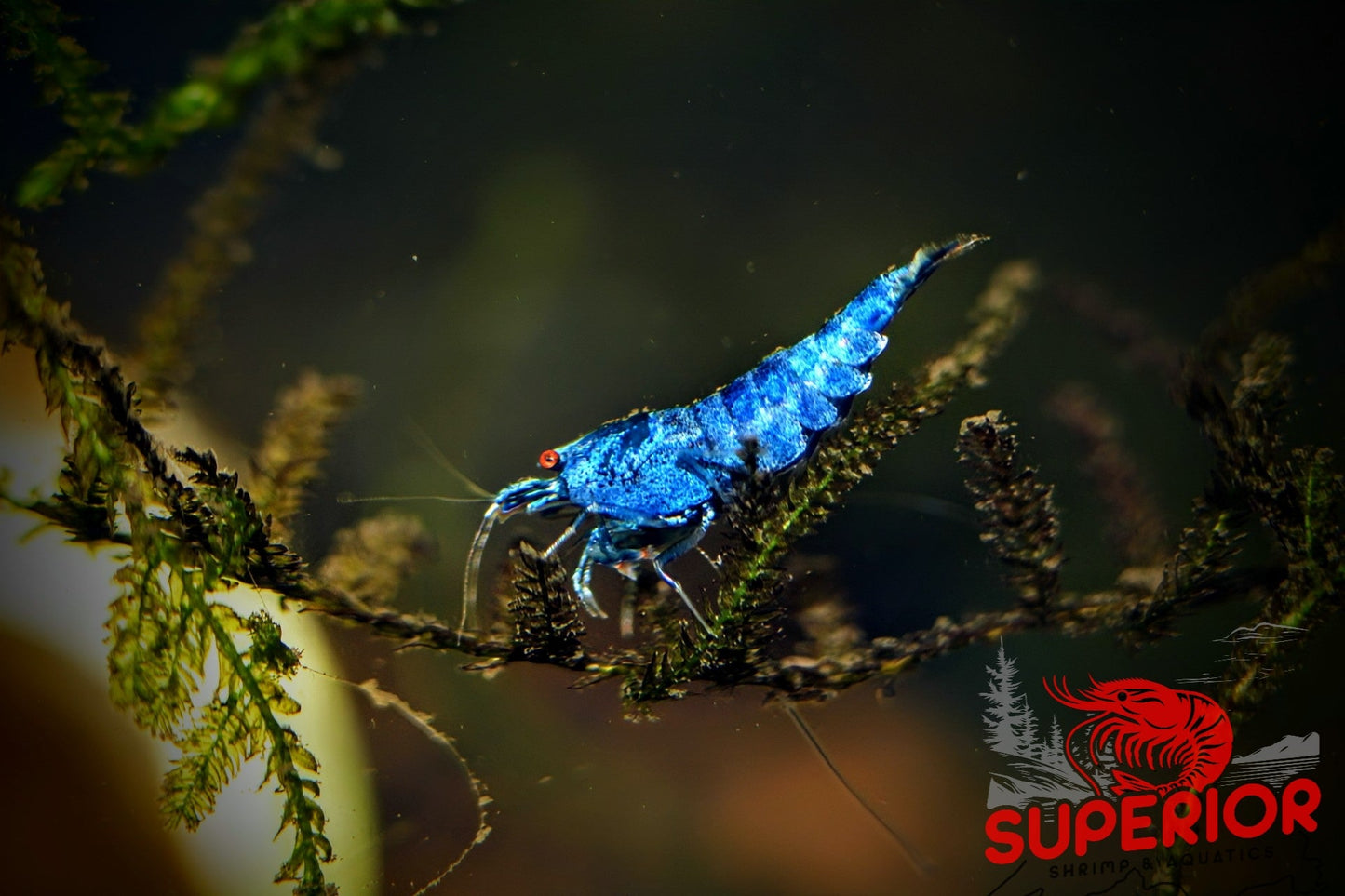 Extreme Blue Bolt Shrimp - Superior Shrimp & Aquatics