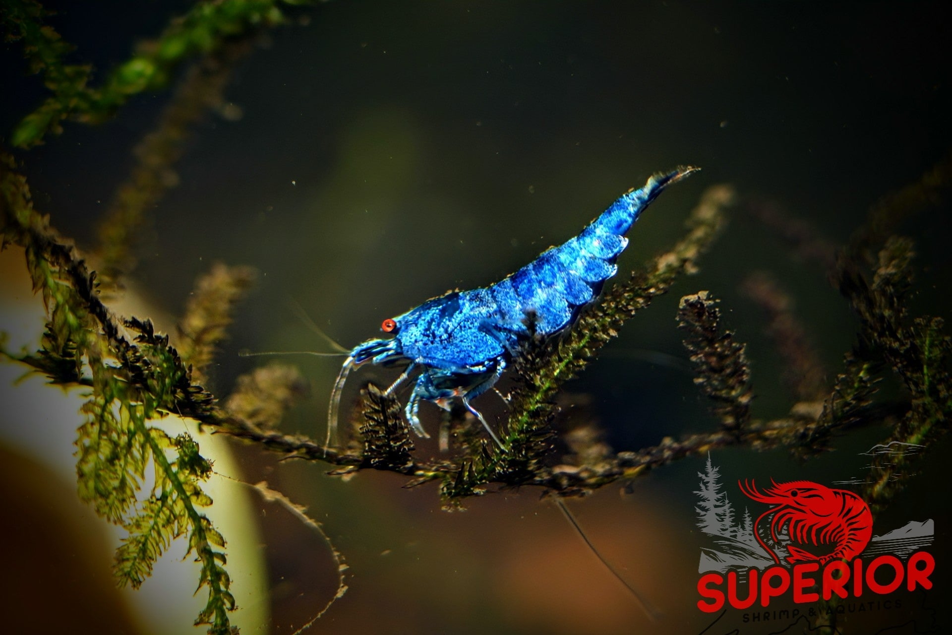Extreme Blue Bolt Shrimp - Superior Shrimp & Aquatics