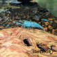 Extreme Blue Bolt Shrimp - Superior Shrimp & Aquatics