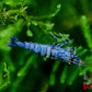 Extreme Blue Bolt Shrimp - Superior Shrimp & Aquatics