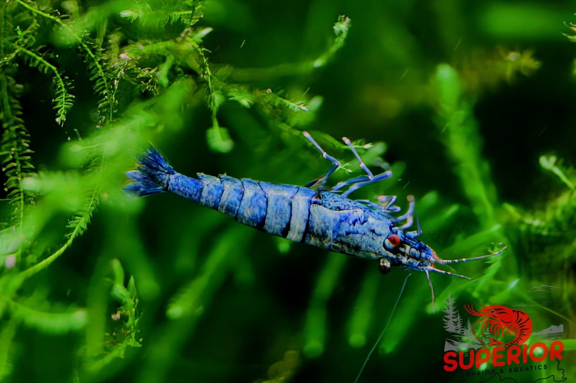 Extreme Blue Bolt Shrimp - Superior Shrimp & Aquatics