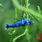 Extreme Blue Bolt Shrimp - Superior Shrimp & Aquatics