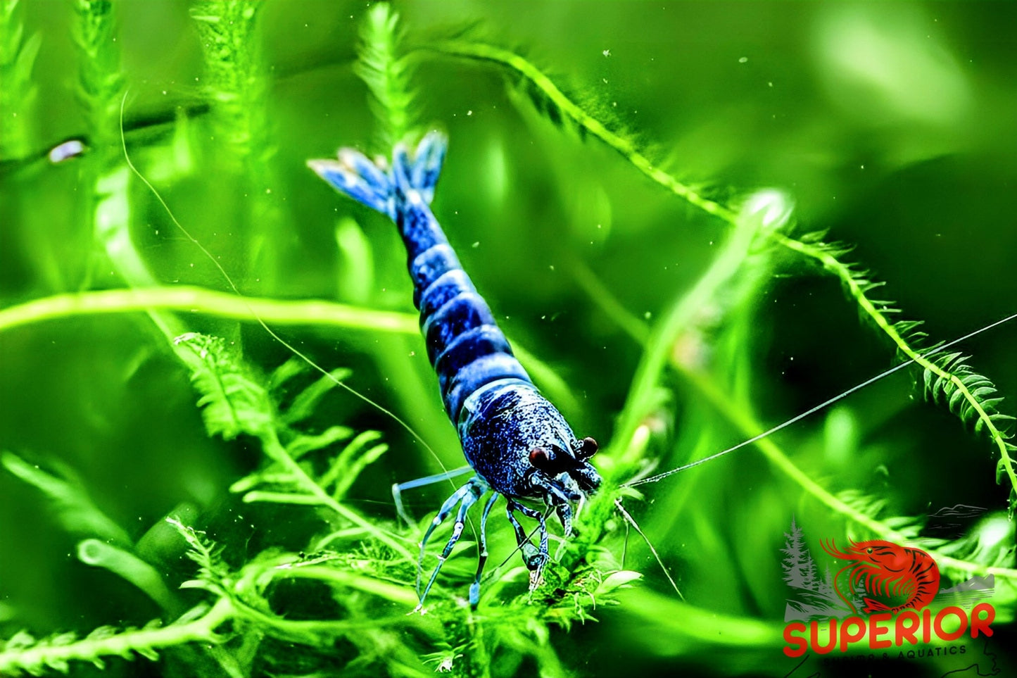 Extreme Blue Bolt Shrimp - Superior Shrimp & Aquatics