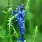 Extreme Blue Bolt Shrimp - Superior Shrimp & Aquatics
