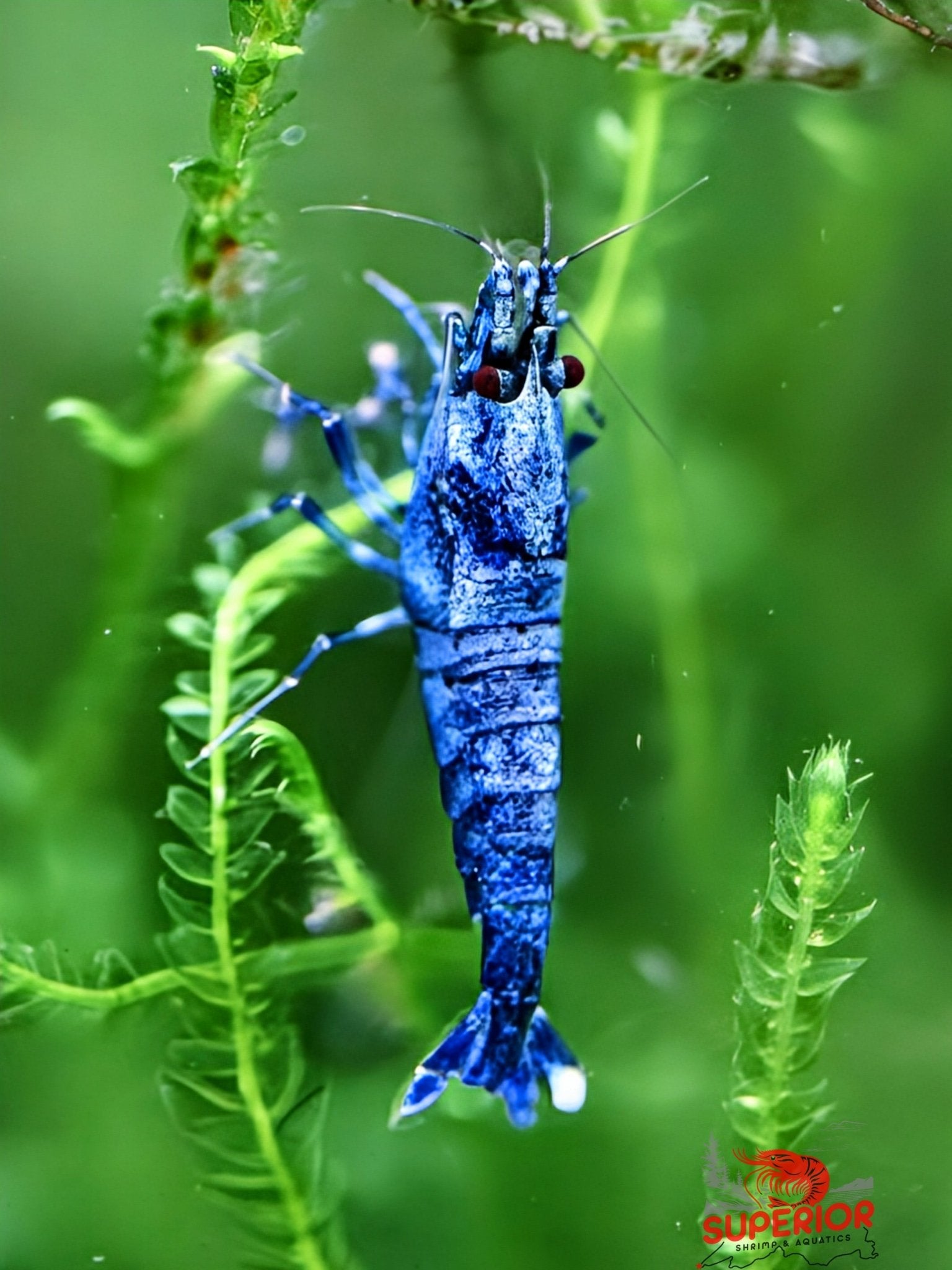 Extreme Blue Bolt Shrimp - Superior Shrimp & Aquatics
