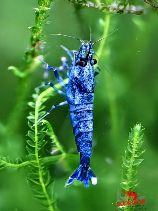 Extreme Blue Bolt Shrimp - Superior Shrimp & Aquatics