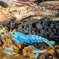 Extreme Blue Bolt Shrimp - Superior Shrimp & Aquatics