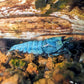 Extreme Blue Bolt Shrimp - Superior Shrimp & Aquatics