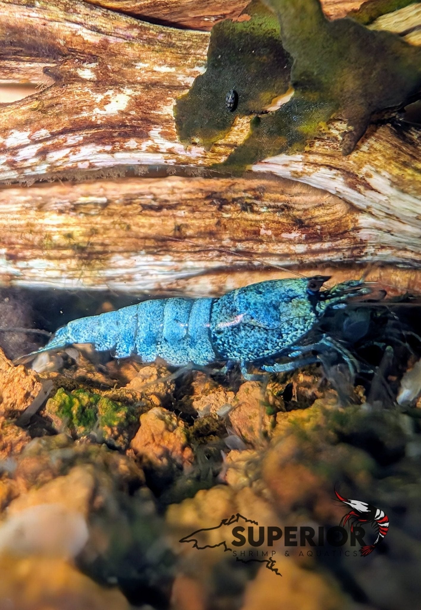 Extreme Blue Bolt Shrimp - Superior Shrimp & Aquatics