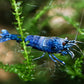 Extreme Blue Bolt Shrimp - Superior Shrimp & Aquatics