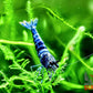 Extreme Blue Bolt Shrimp - Superior Shrimp & Aquatics