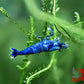 Extreme Blue Bolt Shrimp - Superior Shrimp & Aquatics