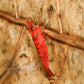 Fire Red Cherry - Superior Shrimp & Aquatics