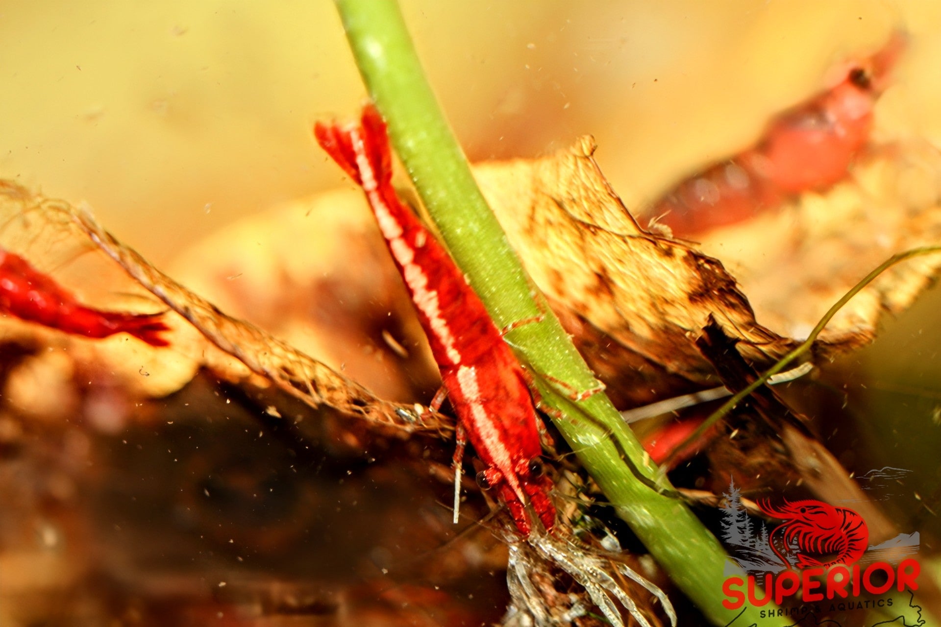 red cherry shrimp algae