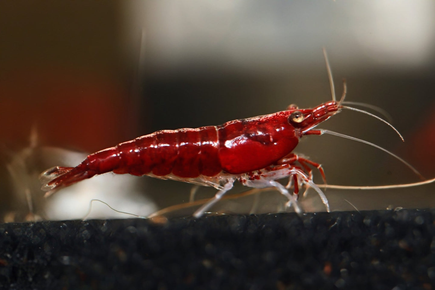 Fire Red Cherry - Superior Shrimp & Aquatics