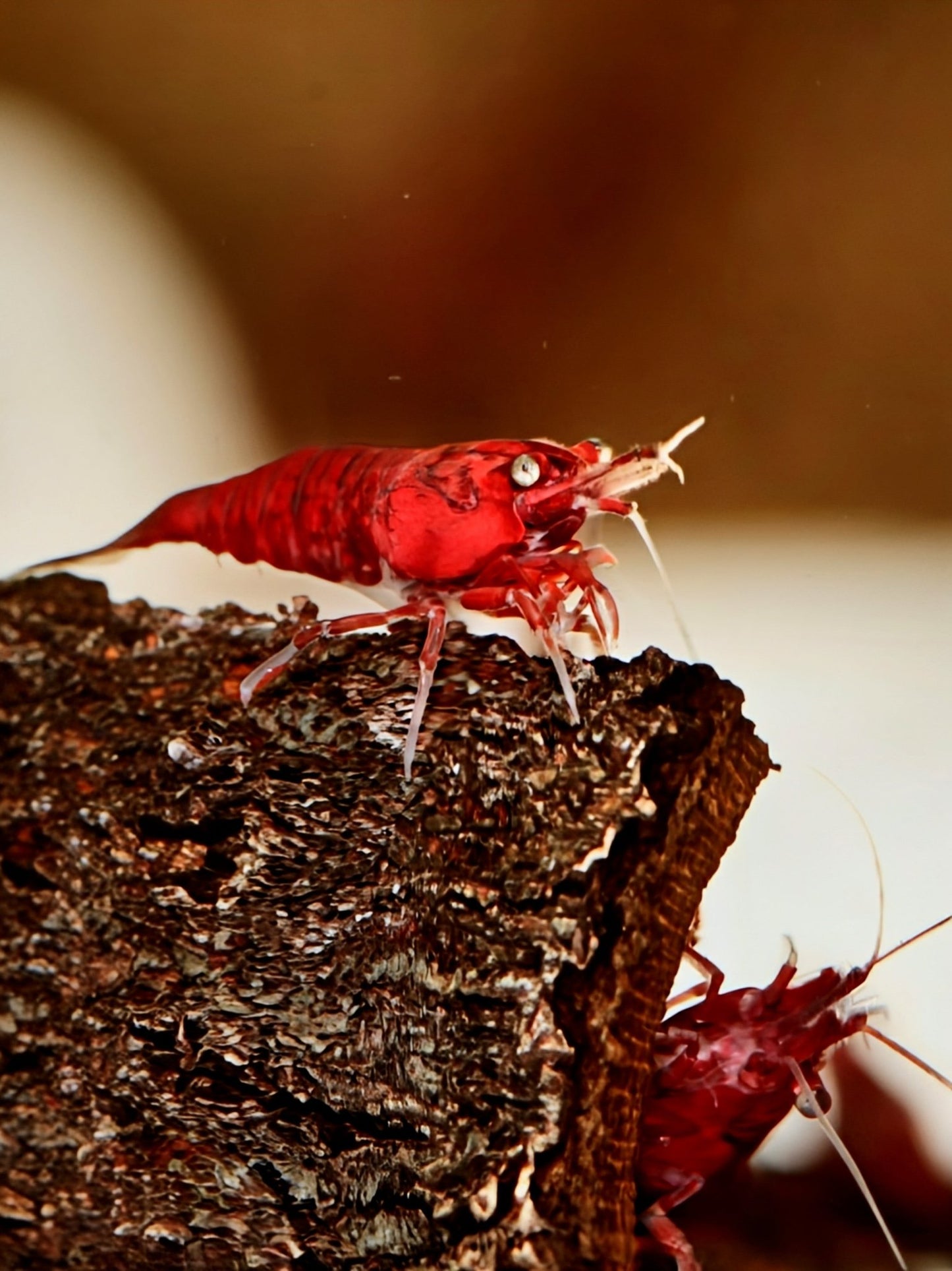 Fire Red Cherry - Superior Shrimp & Aquatics