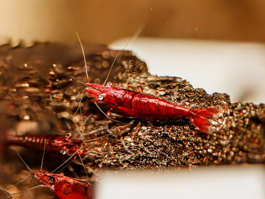 Fire Red Cherry - Superior Shrimp & Aquatics