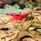 Fire Red Cherry - Superior Shrimp & Aquatics