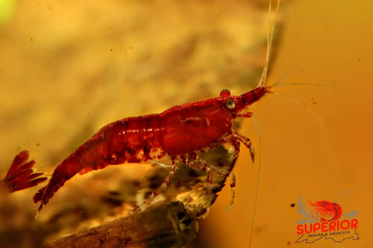 Fire Red Cherry - Superior Shrimp & Aquatics