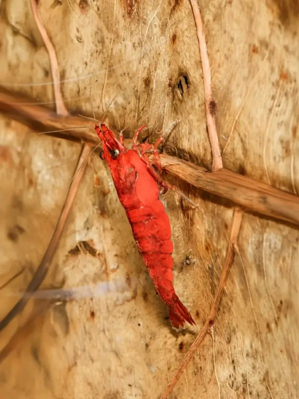 Fire Red Cherry - Superior Shrimp & Aquatics