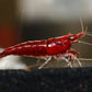 Fire Red Cherry - Superior Shrimp & Aquatics