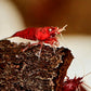 Fire Red Cherry - Superior Shrimp & Aquatics
