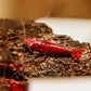 Fire Red Cherry - Superior Shrimp & Aquatics