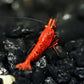 Dark Fire Red W/ Backline Cherry - Superior Shrimp & Aquatics