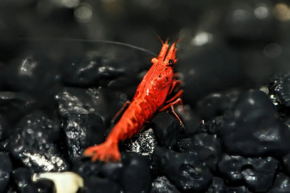 Dark Fire Red W/ Backline Cherry - Superior Shrimp & Aquatics