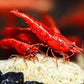 Dark Fire Red W/ Backline Cherry - Superior Shrimp & Aquatics