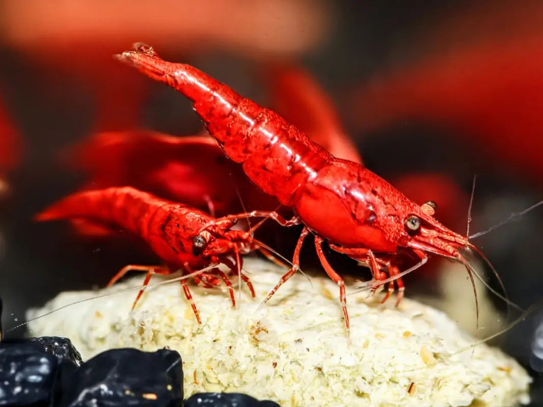Dark Fire Red W/ Backline Cherry - Superior Shrimp & Aquatics