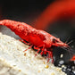 Dark Fire Red W/ Backline Cherry - Superior Shrimp & Aquatics