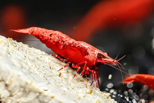 Dark Fire Red W/ Backline Cherry - Superior Shrimp & Aquatics